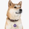 Sloppy Kisser Pet Tag - Stylish Pet ID Tag for Dapper Dogs - Image 6